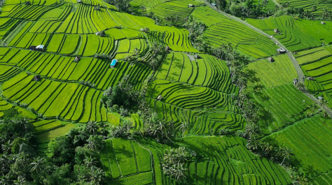 Kajian Model Bisnis Pengembangan Usaha Mikro, Kecil Dan Menengah (UMKM) Syariah Pada Komoditas Pertanian